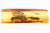 Large, Detailed Fossil Winged Ant (Formicidae) In Baltic Amber #307243-1